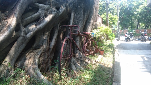 Image for Bike, Banyan Tree, Autobikes