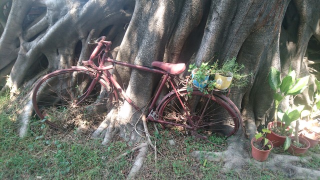 Image for Bike Stand and Banyan Tree