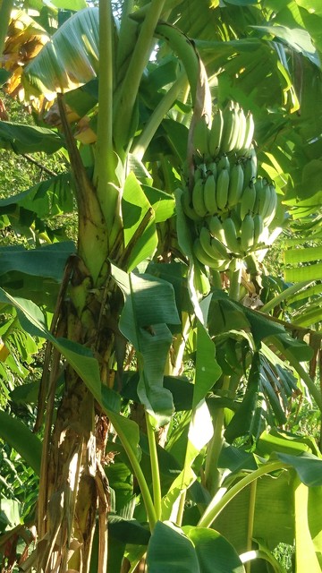 Image for Banana Academia
