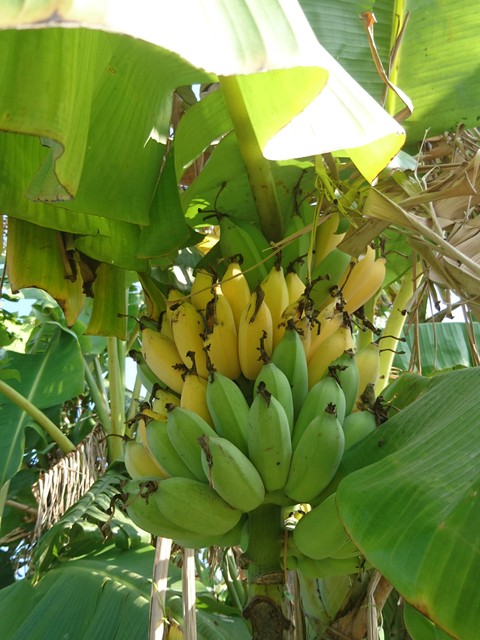 Image for Banana 7149