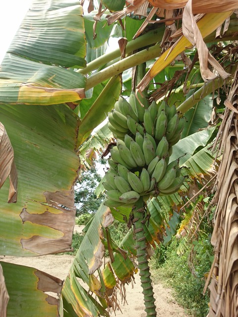 Image for Bananas 8558