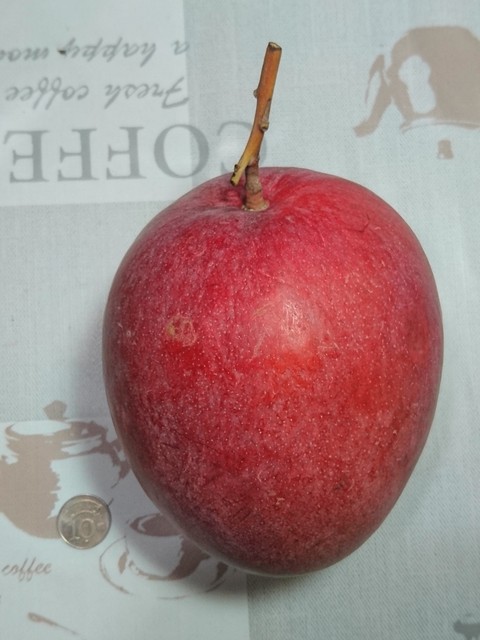 Image for Apple Mango