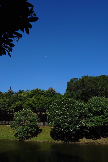 Image for Moon in Nangang Park | 南港公園之月