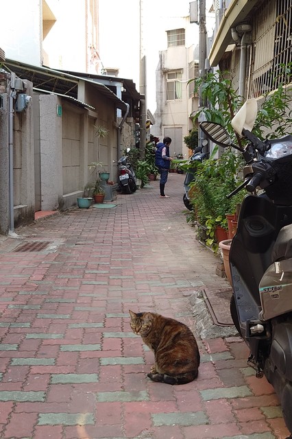 Image for Street Cat 