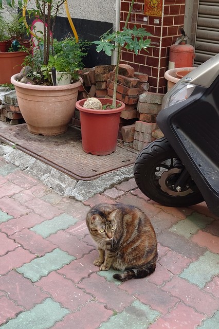 Image for Street Cat, Close Up