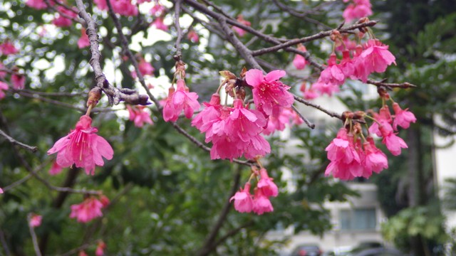 Image for Sakura, 881