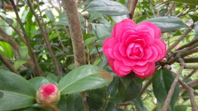 Image for Camellia, 889