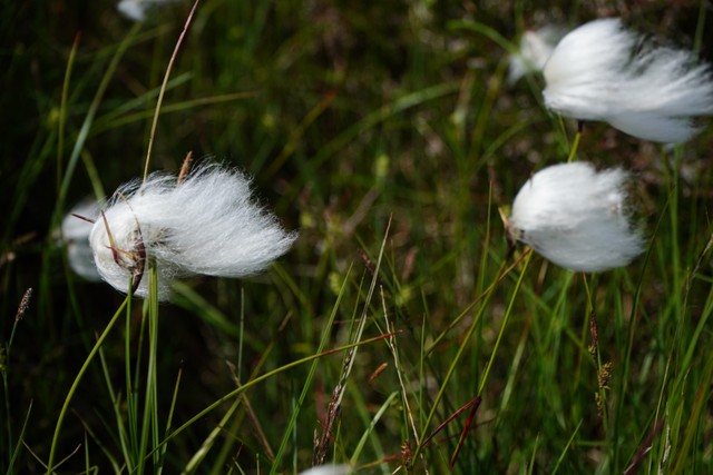 Image for Vrångö 8139