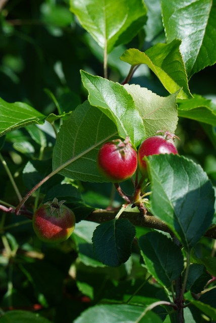 Image for Vrångö 8168