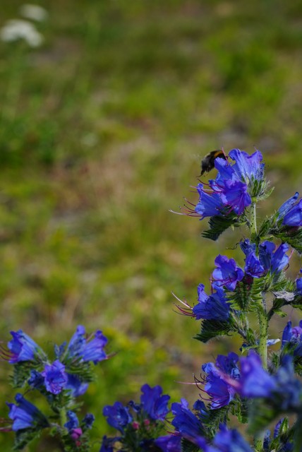 Image for Vrångö 8182