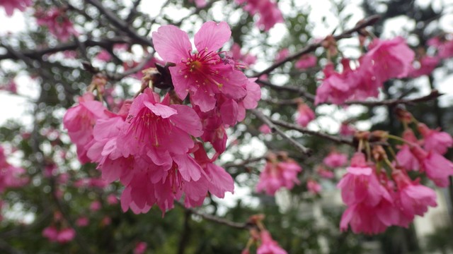 Image for Sakura, 894